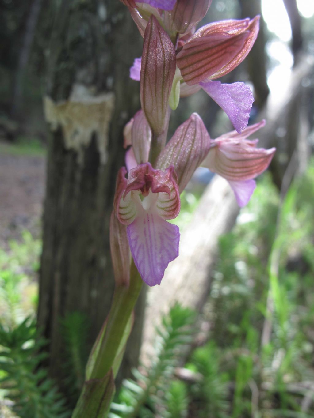 Orchidee del Vesuvio